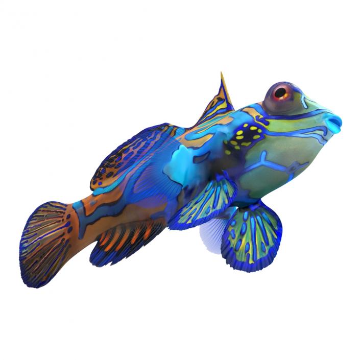 Mandarinfish 3D