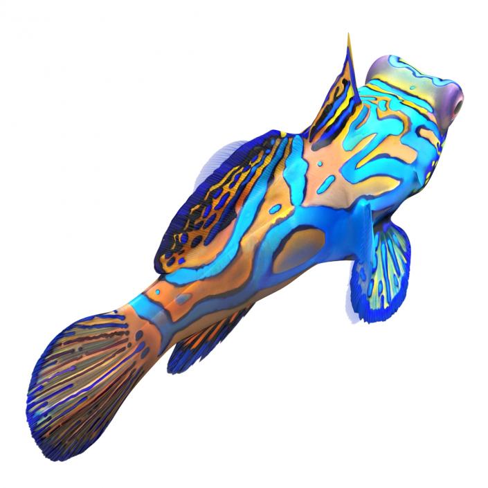 Mandarinfish Rigged 3D model