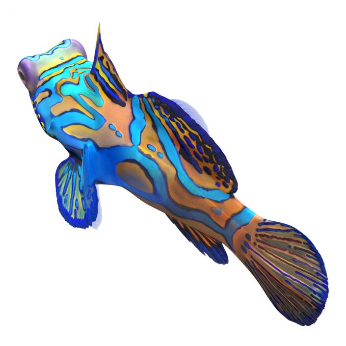 Mandarinfish Rigged 3D model