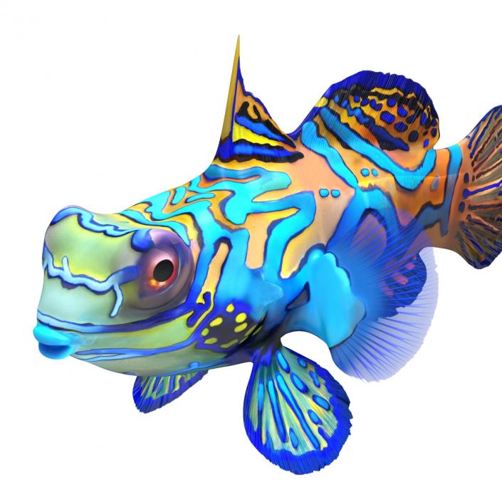 Mandarinfish Rigged 3D model