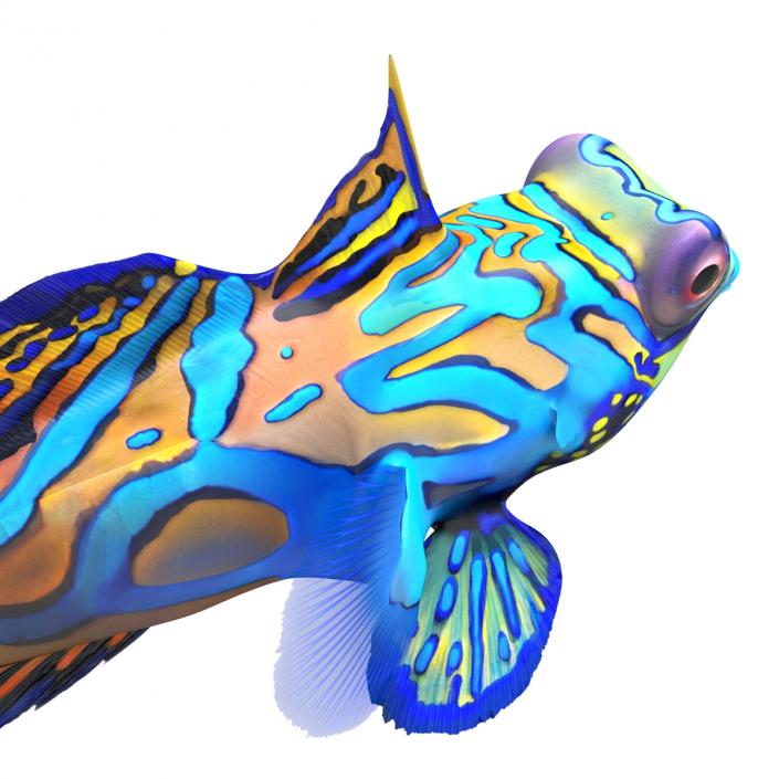 Mandarinfish Rigged 3D model