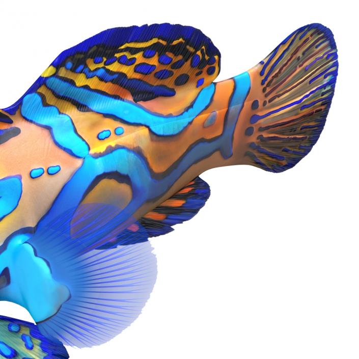 Mandarinfish Rigged 3D model