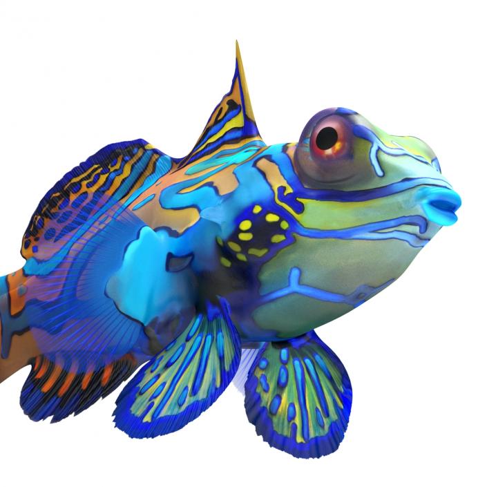 Mandarinfish 3D