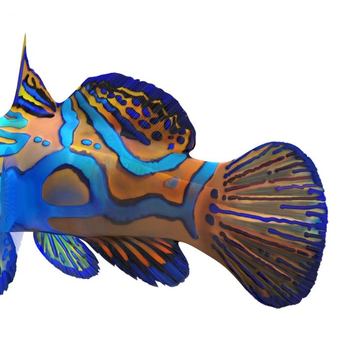 Mandarinfish Rigged 3D model