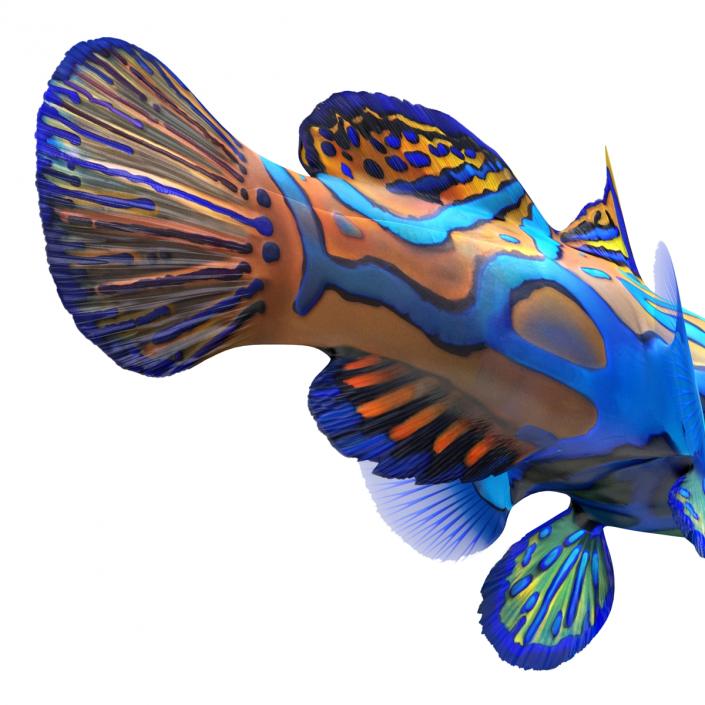 Mandarinfish 3D