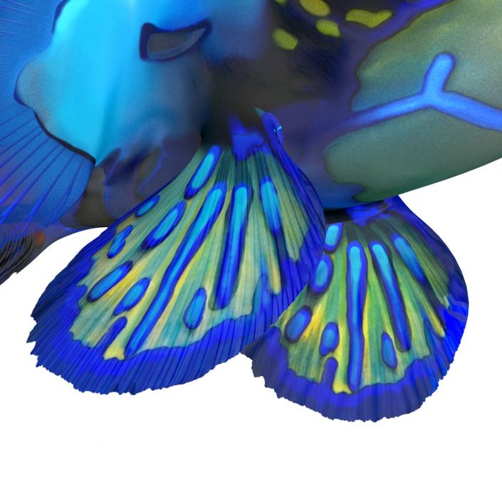 Mandarinfish 3D