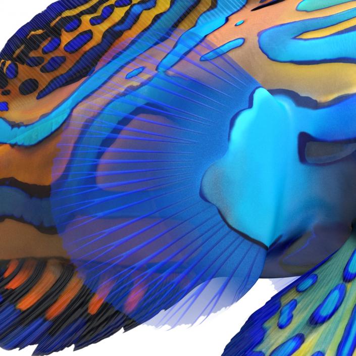 Mandarinfish 3D