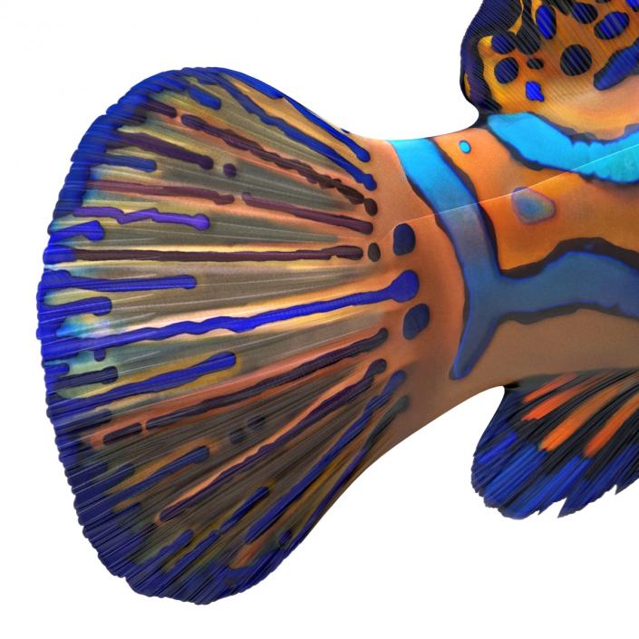 Mandarinfish Rigged 3D model