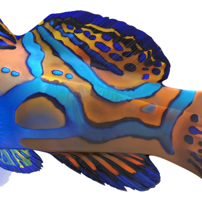 Mandarinfish Rigged 3D model