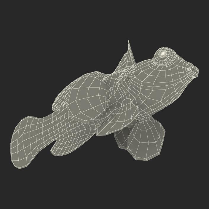 Mandarinfish Rigged 3D model