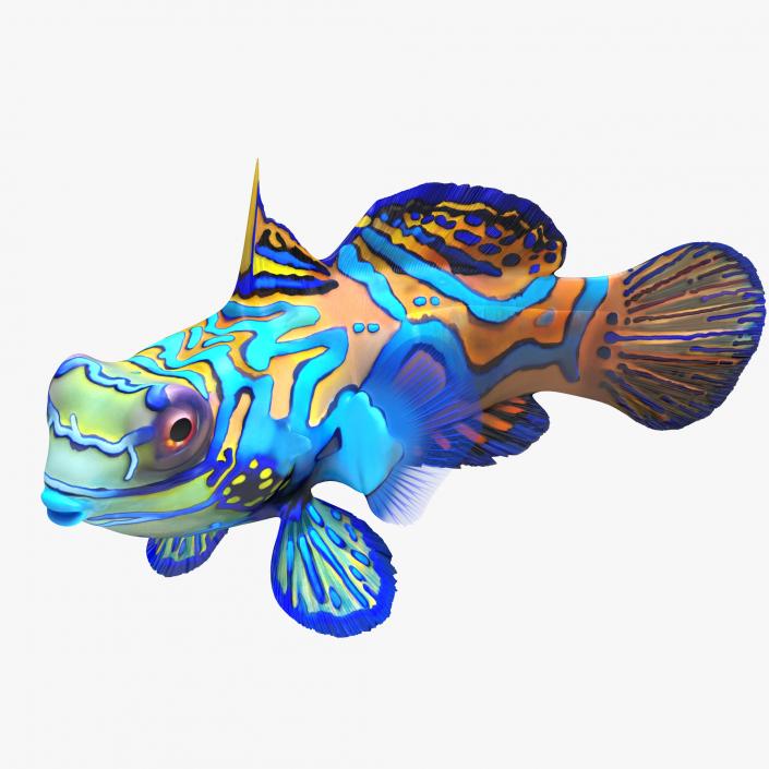 Mandarinfish Pose 2 3D model