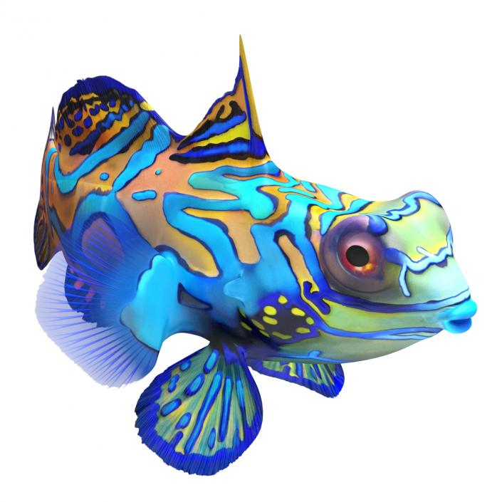 Mandarinfish Pose 2 3D model