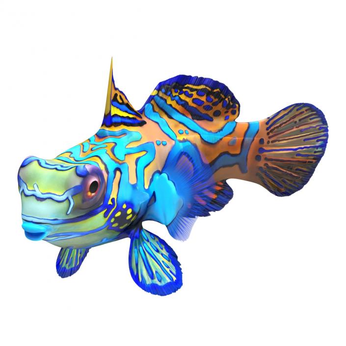 Mandarinfish Pose 2 3D model