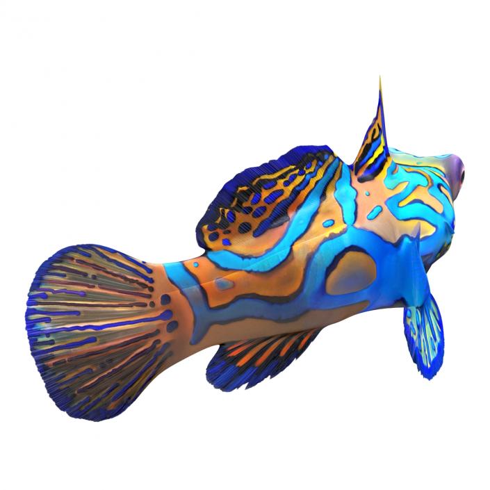 Mandarinfish Pose 2 3D model