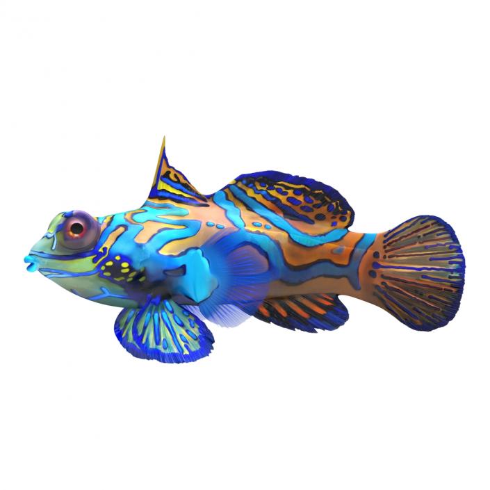 Mandarinfish Pose 2 3D model