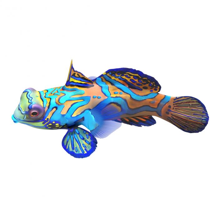 Mandarinfish Pose 2 3D model