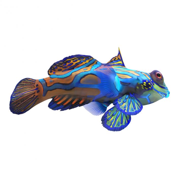 Mandarinfish Pose 2 3D model