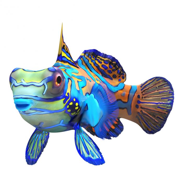 Mandarinfish Pose 2 3D model