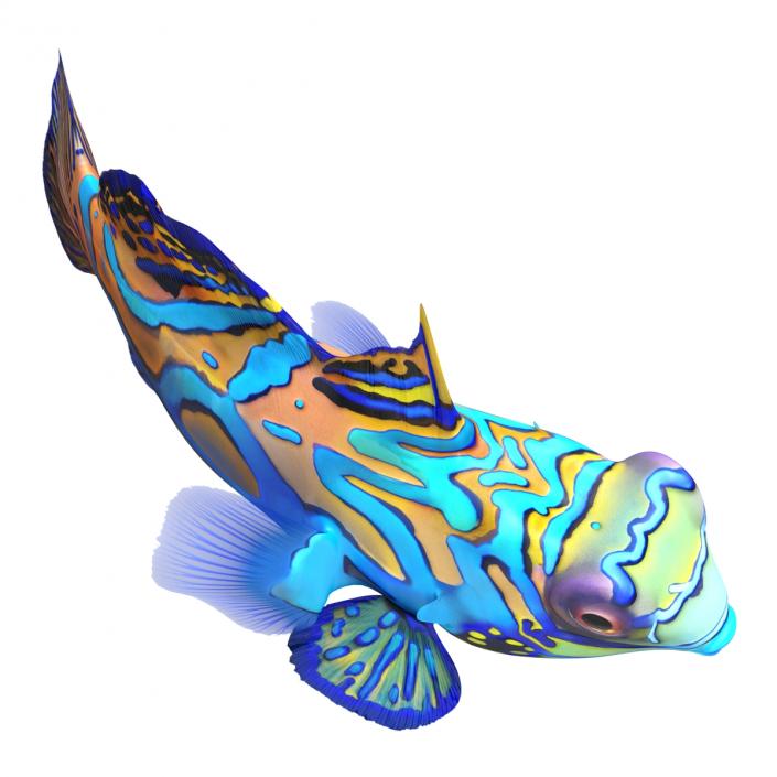 Mandarinfish Pose 2 3D model