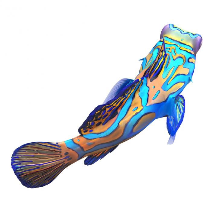 Mandarinfish Pose 2 3D model