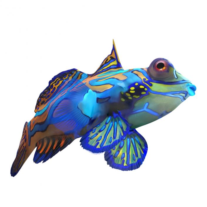 Mandarinfish Pose 2 3D model