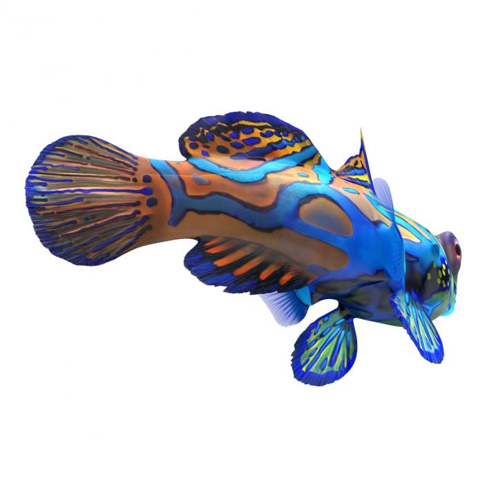 Mandarinfish Pose 2 3D model