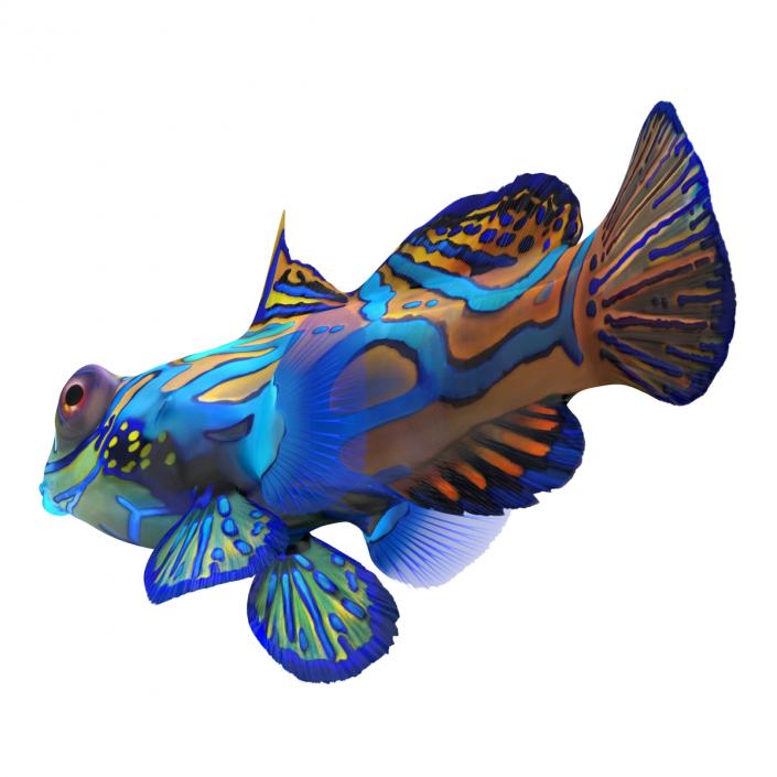 Mandarinfish Pose 2 3D model