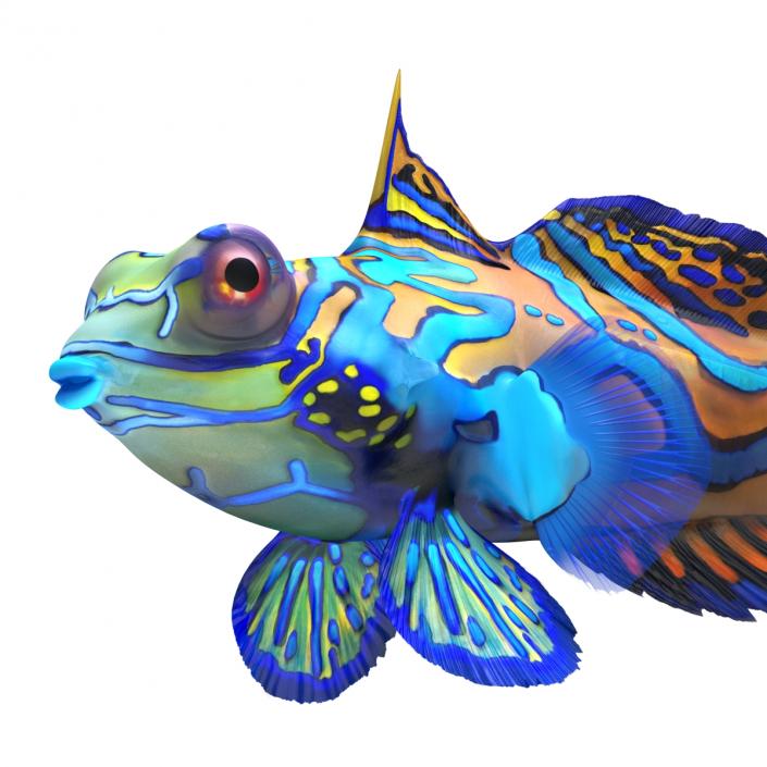 Mandarinfish Pose 2 3D model