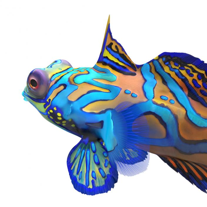 Mandarinfish Pose 2 3D model