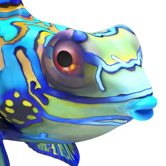 Mandarinfish Pose 2 3D model