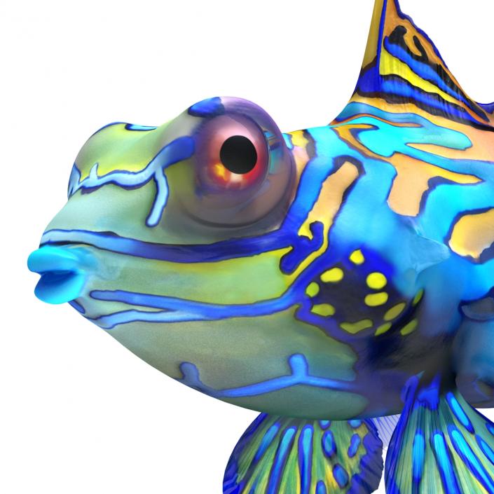 Mandarinfish Pose 2 3D model