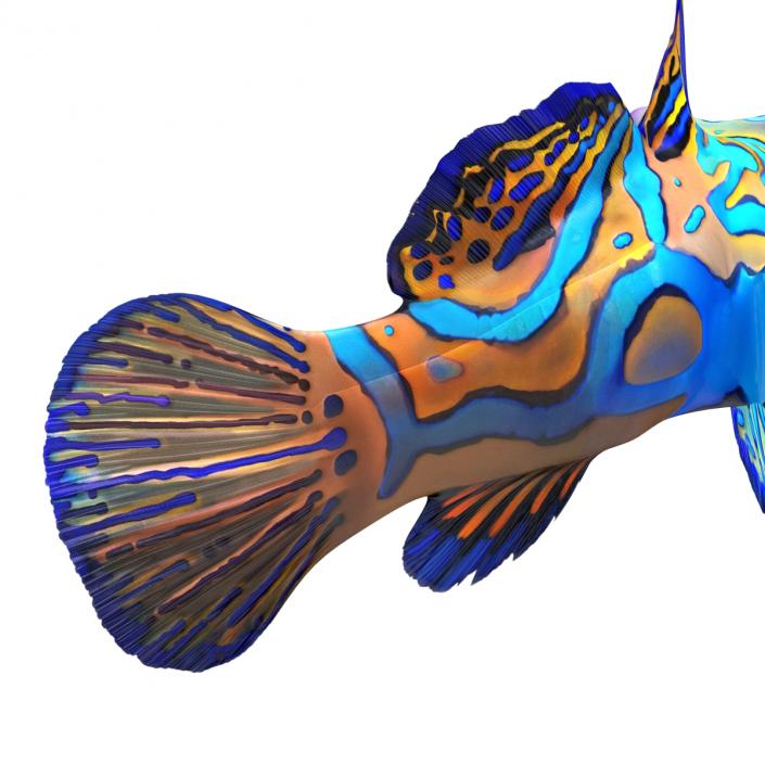 Mandarinfish Pose 2 3D model