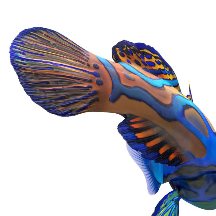 Mandarinfish Pose 2 3D model