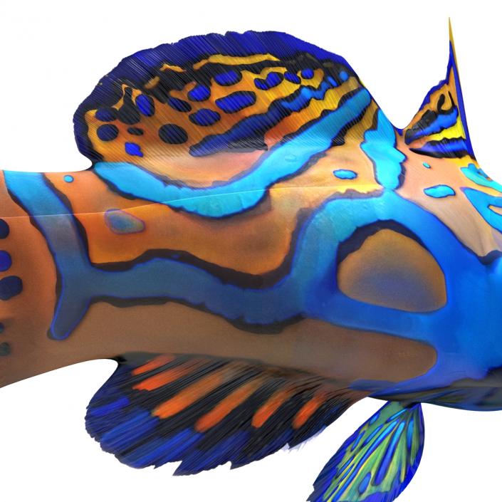 Mandarinfish Pose 2 3D model