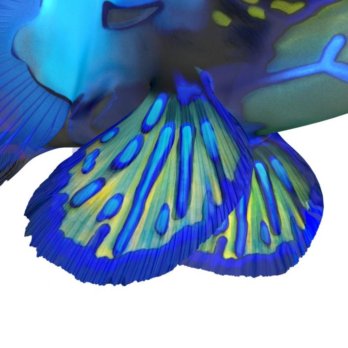 Mandarinfish Pose 2 3D model