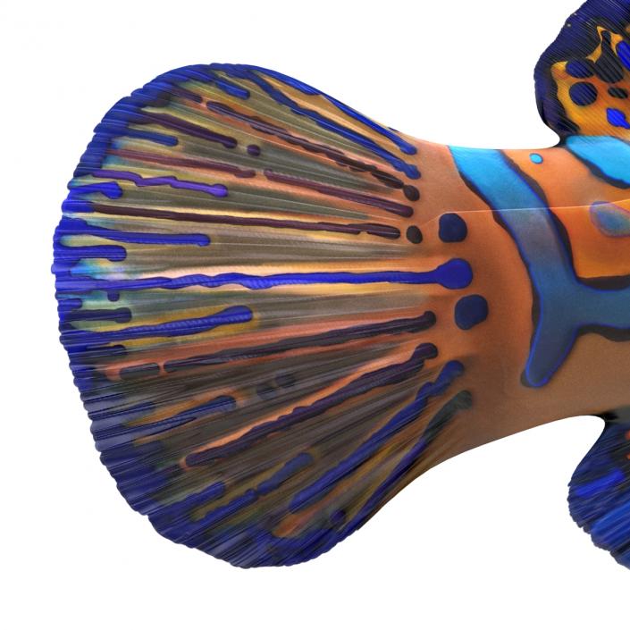 Mandarinfish Pose 2 3D model