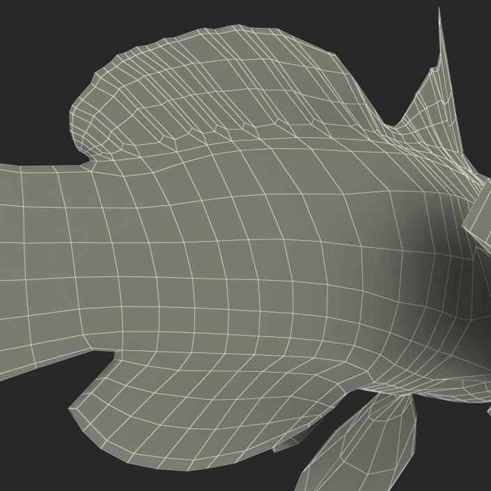 Mandarinfish Pose 2 3D model