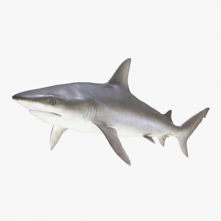 3D model Blacknose Shark