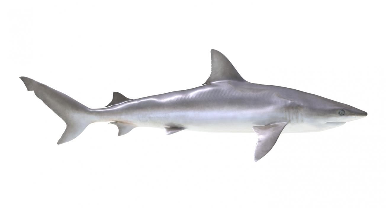 3D model Blacknose Shark