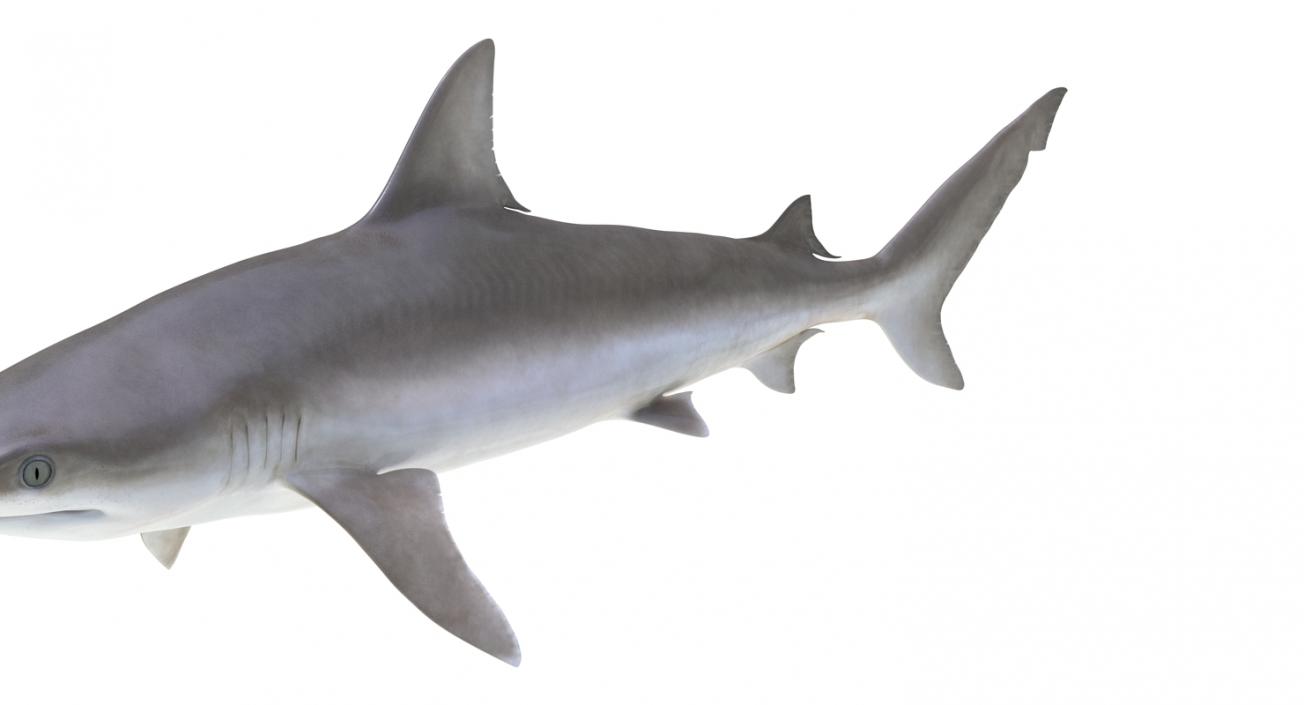 3D model Blacknose Shark