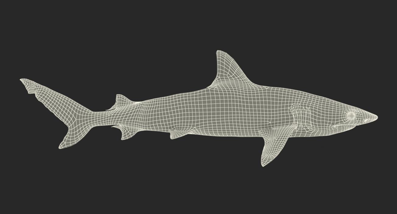 3D model Blacknose Shark