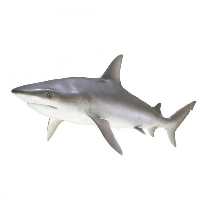 3D model Blacknose Shark