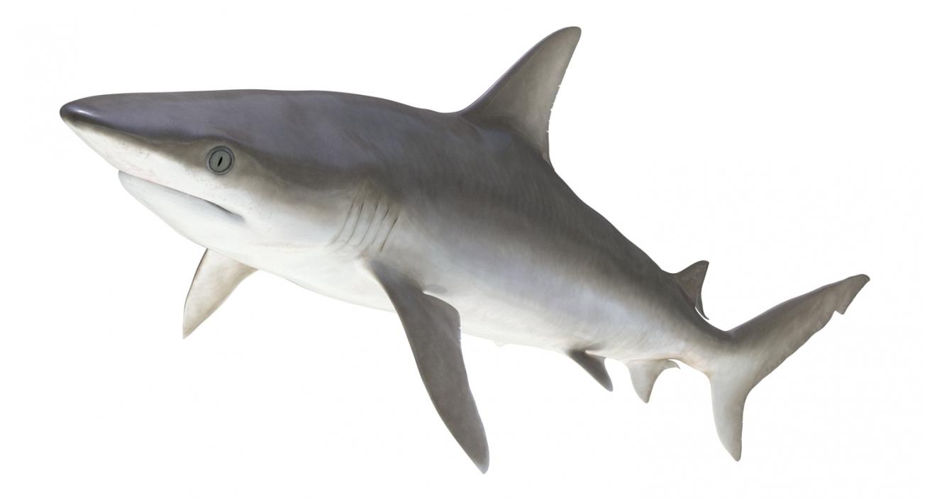 3D model Blacknose Shark