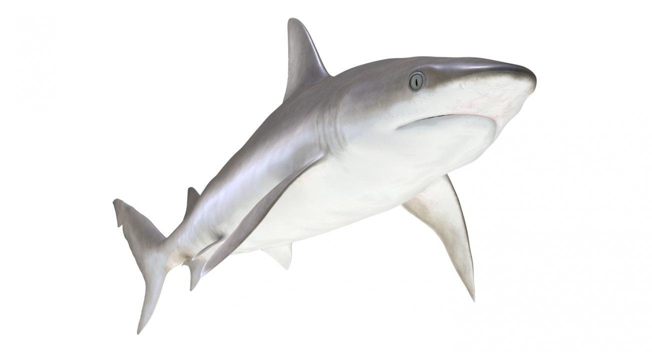 3D model Blacknose Shark