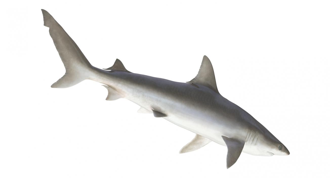 3D model Blacknose Shark