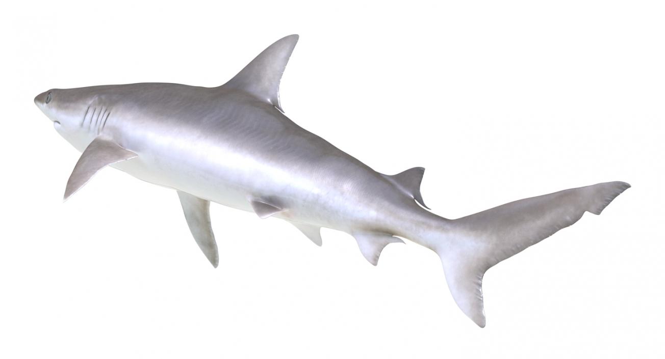 3D model Blacknose Shark