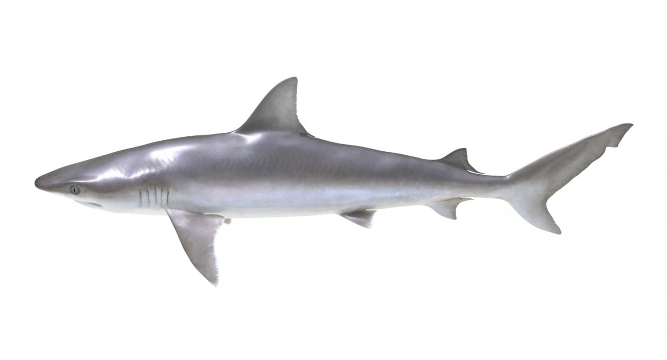 3D model Blacknose Shark