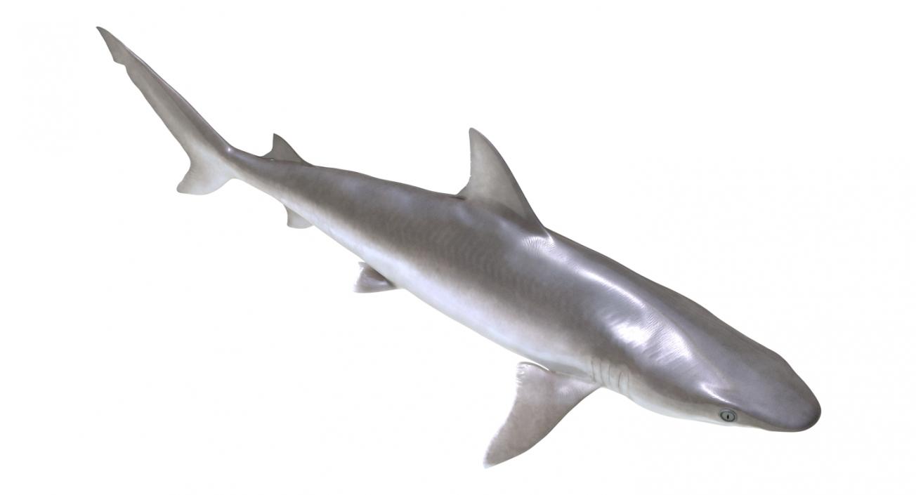 3D model Blacknose Shark