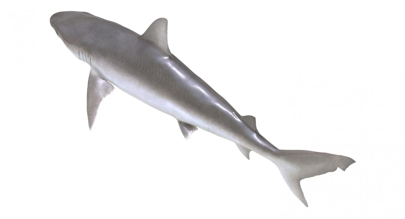 3D model Blacknose Shark