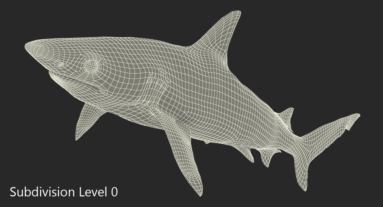 3D model Blacknose Shark